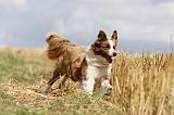 BORDER COLLIE 687